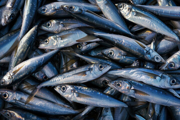 Heap of fresh Sardines fish