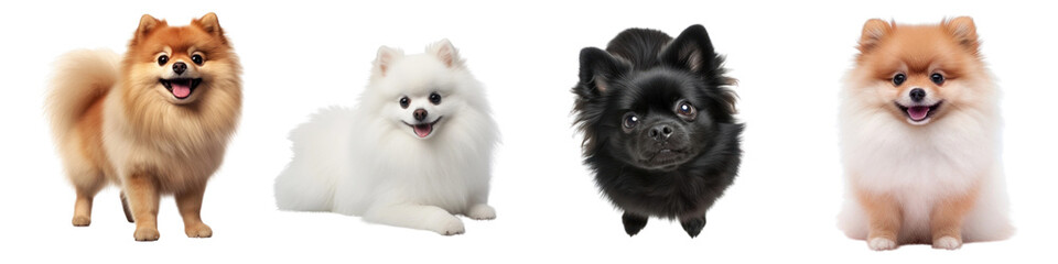 Obraz premium Cute fluffy Pomeranian dogs lineup png set