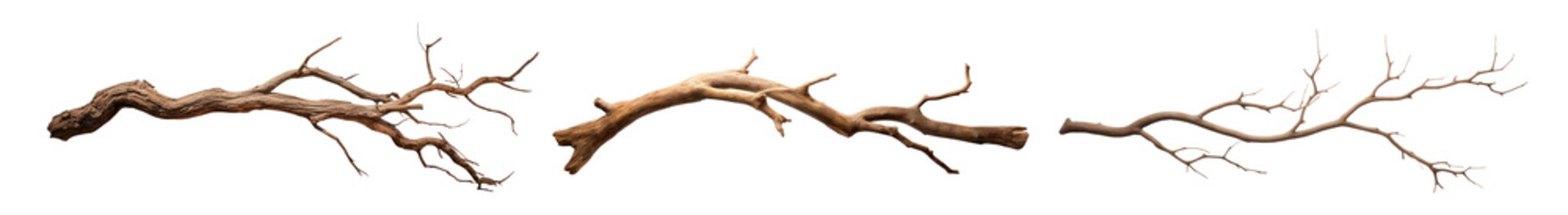 Fototapeta premium Natural dry tree branch illustration png set