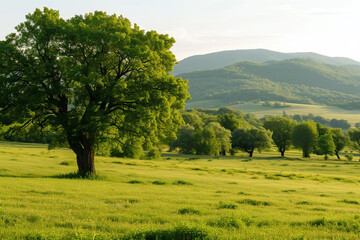 Fototapeta premium landscape with trees