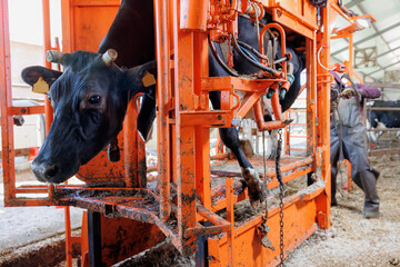 Farmer man master of pedicure for hooves cattle. Cow secured in hydraulic apparatus during hoof trimming