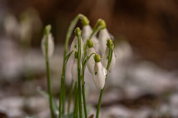 zartes Schneeglöckchen (Galanthus) mit Wassertropfen durch getauten Schnee