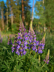 Flowers of forests and fields of Northern Europe: multicolored lupins, Lupinus in Tuusula in Finland in June.