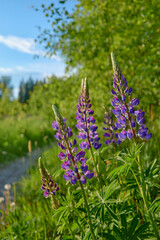 Obraz premium Flowers of forests and fields of Northern Europe: multicolored lupins, Lupinus in Tuusula in Finland in June.