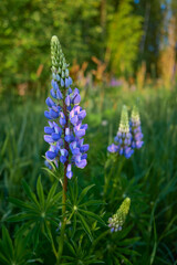 Flowers of forests and fields of Northern Europe: multicolored lupins, Lupinus in Tuusula in Finland in June.