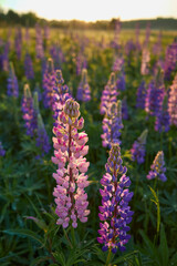 Flowers of forests and fields of Northern Europe: multicolored lupins, Lupinus in Tuusula in Finland in June.