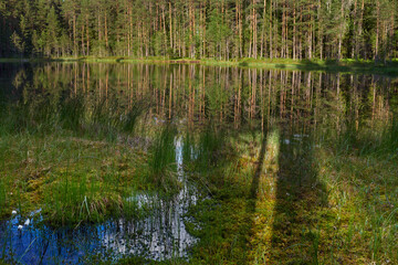 Nature of Northern Europe: forest lake and swamp in Finland, in June, lake Jousjarvi in ​​the Sipoonkorpi national park.