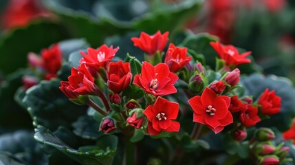 Red Kalanchoe Nature s Regal Crimson Beauty