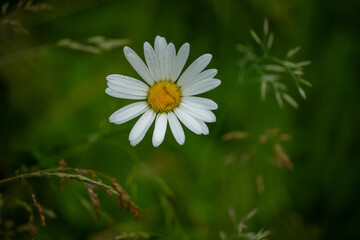 wei&szlig;-gelbe Margerite (Leucanthemum) umgeben von gr&uuml;nen Gr&auml;sern