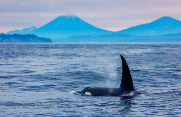 Sunrise landscape Petropavlovsk Kamchatsky and Koryaksky Volcano with killer whale. Concept Travel photo Kamchatka Peninsula Russia