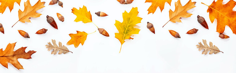 Fall banner with yellow oak leaves and acorns on white background