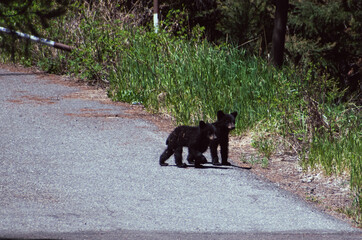 Two American Black Bear cubs exploring the road in Yellowstone National Park. 