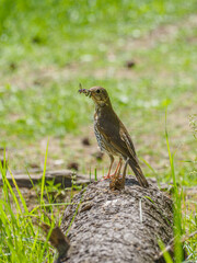 The song thrush (Turdus philomelos). Bird of the thrush family. Thrush with a relatively short tail and an upright carriage.
