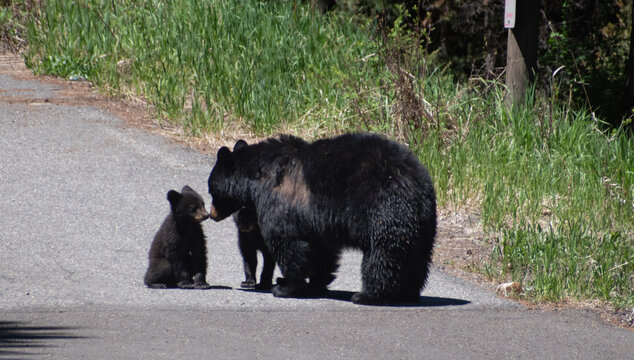 Two American black bear cubs interacting with mama on the road of Yellowstone National Park. 