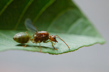 red ant on leaf