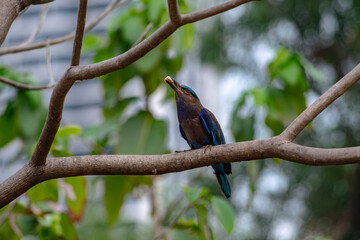 Purple winged Roller (Coracias temminckii) bird on tree animal wildlife in forest