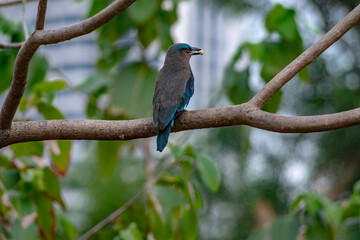 Purple winged Roller (Coracias temminckii) bird on tree animal wildlife in forest