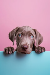 Fototapeta premium Weimaraner puppy peeking over the edge of an empty, blank white billboard with its paws on the bottom edge, its head looking at the camera isolated against a pastel background