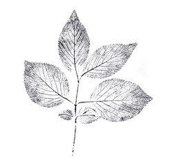 Black and white ink stamp impression of a leaf or plant with organic texture. Isolated leaf print...