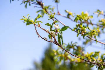 branch of a plum tree