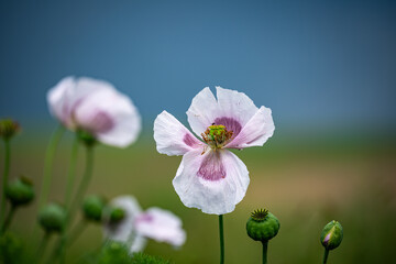 Nahaufnahme einer rosa-weißen Mohnblume ineinem Mohnblumenfeld (Papaver somniferum), Wassertropfen auf den Blütenblättern, blauer Himmel im Hintergrund