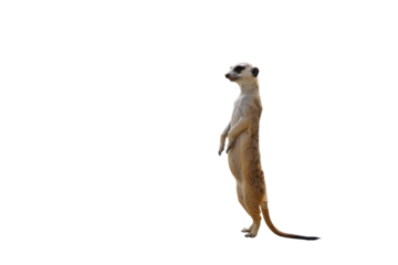 Funny meerkat isolated on transparent background png file
