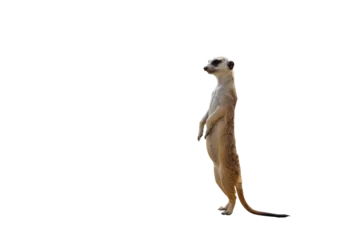 Funny meerkat isolated on transparent background png file © Passakorn