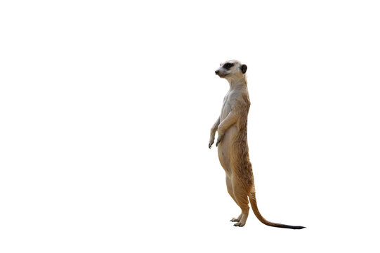 Funny meerkat isolated on transparent background png file - Powered by Adobe