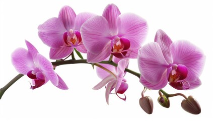 Pink Orchid Flowers Against White backdrop