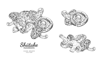 Shiitake mushrooms harvest heap engraved hand drawn vector illustrations set, Asian fungus or fungi natural organic food