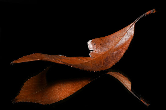 Foglia secca di Fotinia (Photinia) su specchio