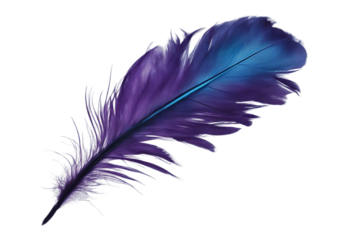 Purple blue feather isolated on transparent background cutout