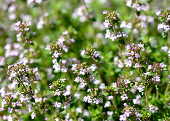 Background photography of thyme, nature, plant, garden, leaf; plantthymus, medicinal, herbal, food, health, ingredient, organic, herb, healthy, medicine, 
