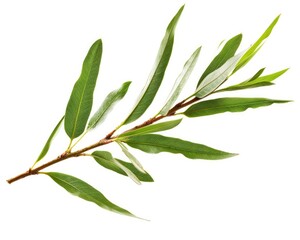 Tea Tree Plant. Melaleuca (Tea Tree) Branch with Essential Oil on White Background