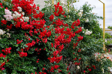 A wall covered in red and white flowers
