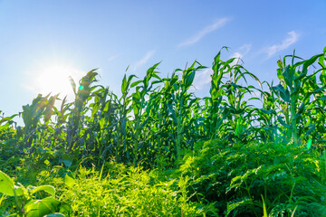 A field of corn is in full bloom with the sun shining brightly on it