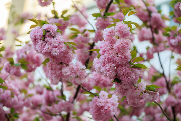 Pink flowers on a tree with a blue sky in the background