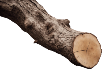 Slice tree trunk isolated on transparent background cutout
