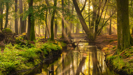 Sunbeams in the Leuvenum Forest on a delightful spring morning. A spring morning in the Leuvenum Forest: calm, a bit misty, with the rising sun.