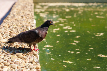 A pigeon is standing on a rock near a pond