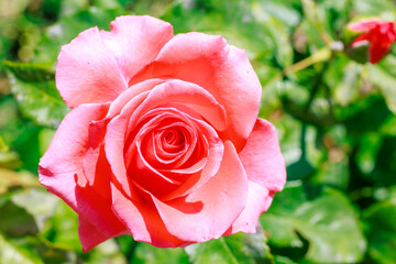 A pink rose is the main focus of the image, surrounded by green leaves