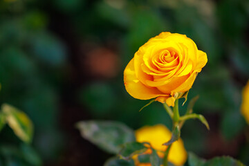 A single yellow rose is the main focus of the image