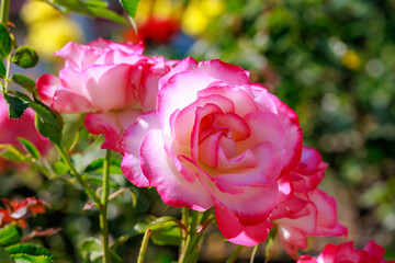 A pink and white rose with a green stem