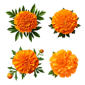 Four vibrant orange marigold flowers with green leaves, isolated on  background.