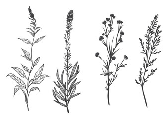 Floral branch and minimalist leaves. Hand drawn line wedding herb, elegant wildflowers. Minimal line art drawing for print, cover or wallpaper