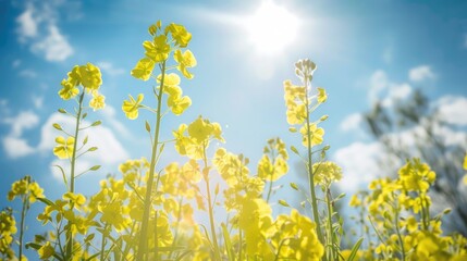 Obraz premium Wild yellow flowers set against a backdrop of a bright blue sky in sunlight