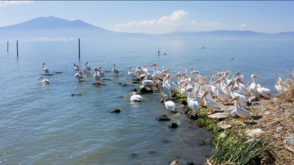 Amazing shot of the pelicans in the Chapala&acute;s Lake. the lake is covered with fog and pelicans are resting on the watter, in the background there is a mountain and some clouds in the sky.