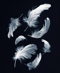 Obraz premium Feathers, flying in the air