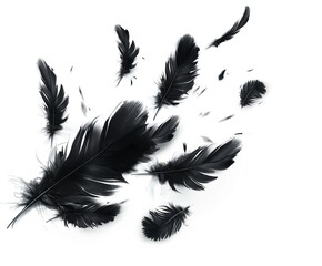 Obraz premium Feathers, flying in the air,