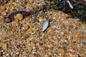fish lies on the gravel beach in the sun